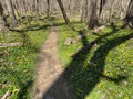 Path Through the Yellow Wildflowers and Green Grass