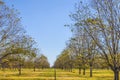 Path between young pecan trees behind a fence Royalty Free Stock Photo