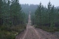Path in young pine forest Royalty Free Stock Photo
