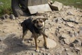 Pathetic hungry domestic dog on a chain near a kennel Royalty Free Stock Photo