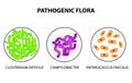 Pathogenic flora. Clostridium difficile, Campylobacter, Enterococcus faecalis. Infographics. Vector illustration Royalty Free Stock Photo