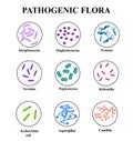 Pathogenic flora in the intestine. colon. infographics.