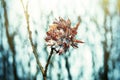 pathological growth of the willow Bud