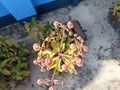 Pathorkuchi bryophyllum pinnatum flower top view