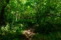 The paths on the banks of the Loire in Europe, in France, in Burgundy, in Nievre, in Pouilly sur Loire, towards Nevers, in summer