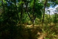 The paths on the banks of the Loire in Europe, in France, in Burgundy, in Nievre, in Pouilly sur Loire, towards Nevers, in summer