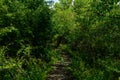 The paths on the banks of the Loire in Europe, in France, in Burgundy, in Nievre, in Pouilly sur Loire, towards Nevers, in summer