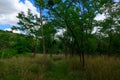 The paths on the banks of the Loire in Europe, in France, in Burgundy, in Nievre, in Pouilly sur Loire, towards Nevers, in summer