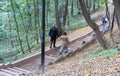 Paths reinforced with wooden structures leads down the steep slopes of Vorobyovy Gory, autumn 2020, Moscow