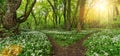 Paths in to the Wild garlic forest in spring with beautiful bright sun rays Royalty Free Stock Photo