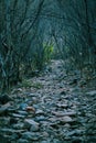 Paths less traveled by Royalty Free Stock Photo