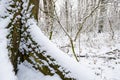 Paths and trees covered with snow.