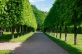 Paths and trimmed trees of Lower Park in Catherine Park in summer cloudly day. Tsarskoye Selo is State Museum-Preserve