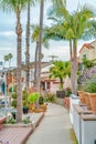 Pathway along canal lined with tall palm trees in scenic Long Beach neighborhood