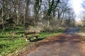 Pathway along Hammershus lake Royalty Free Stock Photo