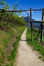 Pathway along wine yard in Southern Tyrol, Italy