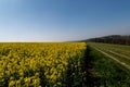 A rural South Downs spring landscape on a sunny day, with a rapeseed field beneath a blue sky Royalty Free Stock Photo