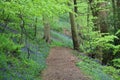 A Path To Follow - Woodland With Bluebells Royalty Free Stock Photo