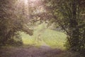 A pathway through the arched opening, formed by the lush foliage of trees and sunbeams. Selective shallow focus, summer landscape Royalty Free Stock Photo