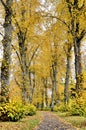 Pathway in autumn