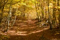 Pathway through autumn beech forest, Pollino National Park, southern Italy Royalty Free Stock Photo