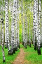 Pathway in autumn birch grove