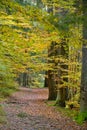 Pathway autumn forest Royalty Free Stock Photo