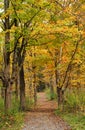 Pathway into an autumn forest Royalty Free Stock Photo