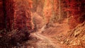 Pathway through the autumn forest Royalty Free Stock Photo