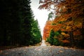 Pathway in autumn forest with fallen leafs