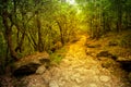 Pathway in the autumn forest Royalty Free Stock Photo