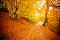Pathway in autumn forest, the sun shining through the trees. Autumn foliage. Royalty Free Stock Photo