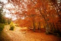 Pathway in autumn forest, the sun shining through the trees. Autumn foliage. Royalty Free Stock Photo