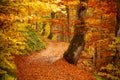 Pathway in autumn forest, the sun shining through the trees. Autumn foliage. Royalty Free Stock Photo