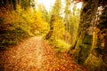 Pathway in autumn forest, the sun shining through the trees. Autumn foliage. Royalty Free Stock Photo