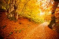 Pathway in autumn forest, the sun shining through the trees. Autumn foliage. Royalty Free Stock Photo