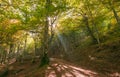 Pathway in the autumn forest with sunlight in the park of Monte Cucco Royalty Free Stock Photo