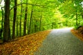 Pathway through the autumn forest Royalty Free Stock Photo