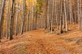 Pathway through the autumn park. Panorama of a path through a lush green summer forest