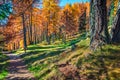 Pathway in autumn vibrant forest. Beautiful autdoor scene of Dolomite Alps. Sunny morning view of mountain woodland, Cortina d`Am Royalty Free Stock Photo