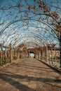 Pathway and autumnal arbor with vine branches Royalty Free Stock Photo