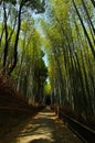 Pathway through bamboo grove, Arashiyama Kyoto Japan. Royalty Free Stock Photo