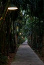 Pathway with bamboos on the side