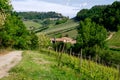 Man on a horse rides among Vineyard with Monforte dÃ¢â¬â¢Alba village. Pathway from Barolo