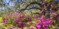 Pathway through beautiful blooming park. Royalty Free Stock Photo