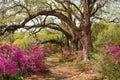 Pathway through beautiful blooming park.