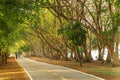 pathway and beautiful trees track for running or walking and cycling relax in the park Royalty Free Stock Photo