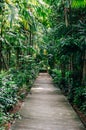 Pathway of Big tree in the evening Royalty Free Stock Photo