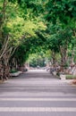 Pathway of Big trees at the golden hour Royalty Free Stock Photo