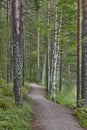 Pathway on a birch forest. Finland nature wilderness